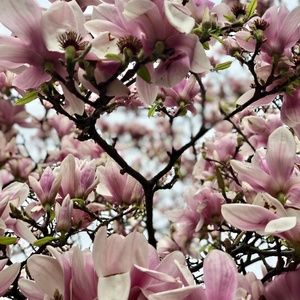 Meet your Posher, Marcena